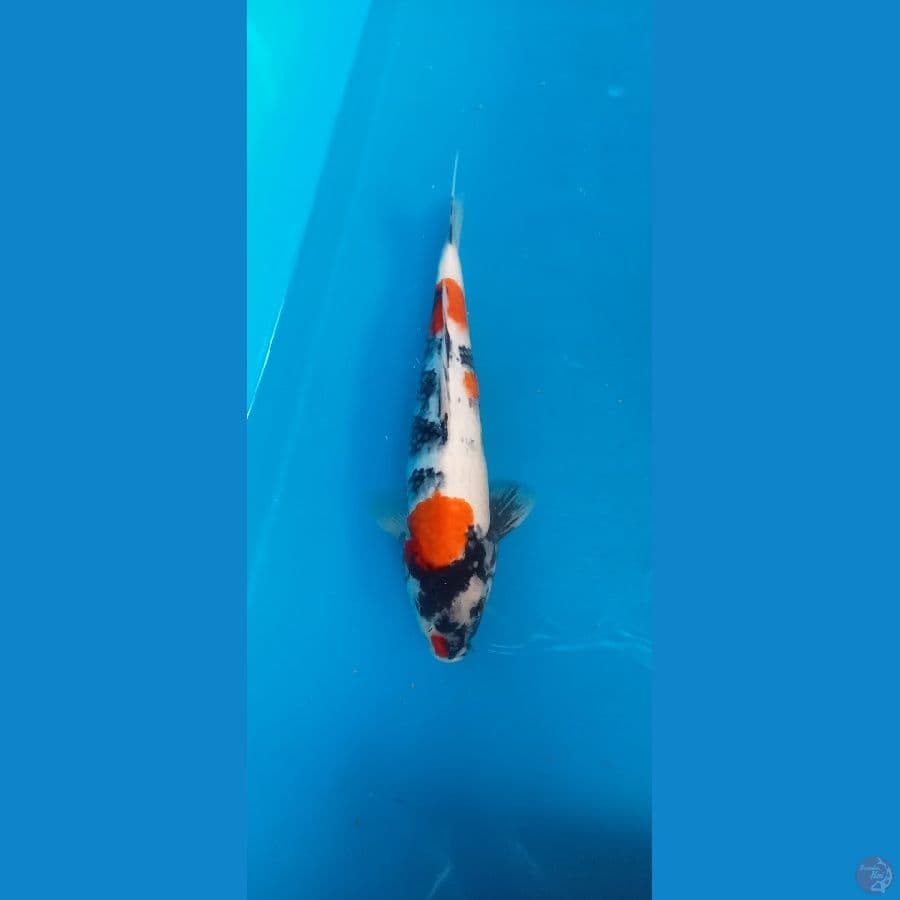 showa 31cm jantan