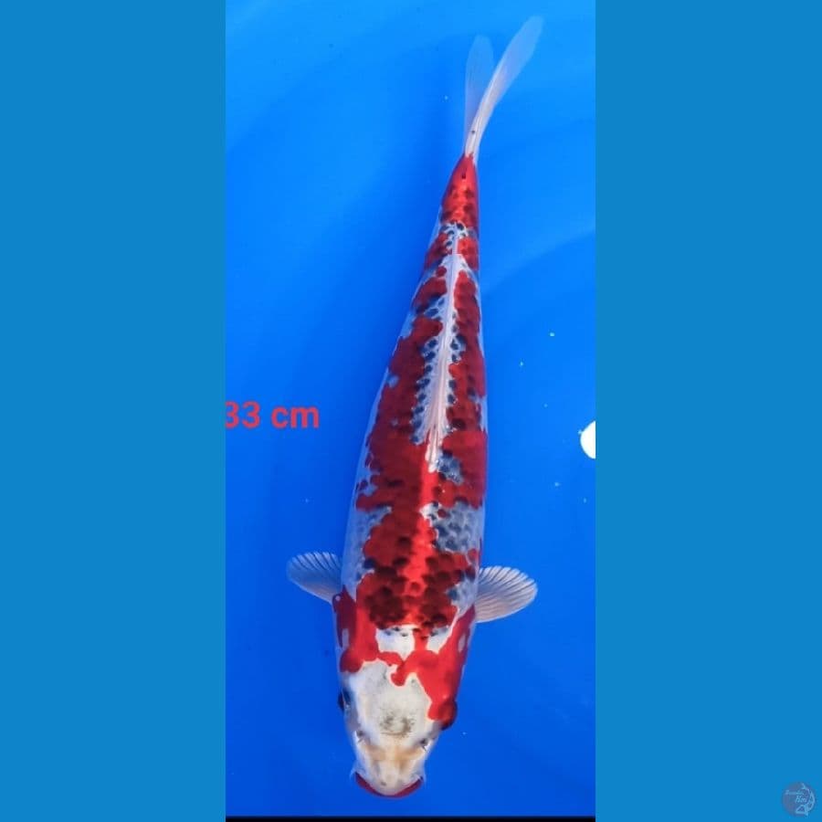red kojaku 33 cm