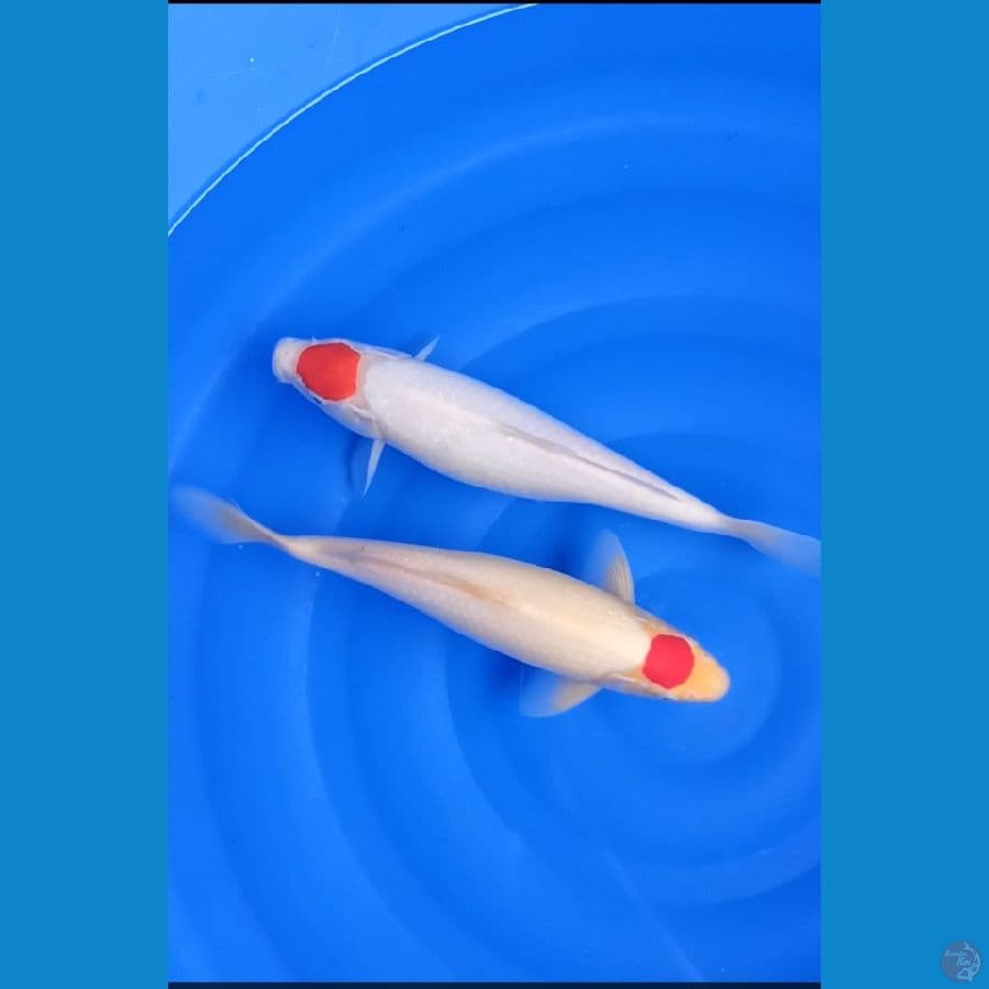 tanco ory (Male/fimale) 30,31 cm