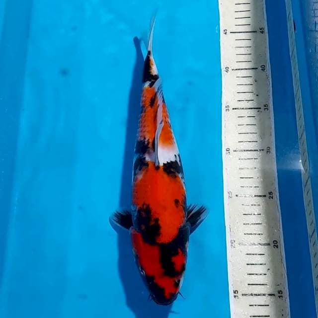 SHOWA 32 CM