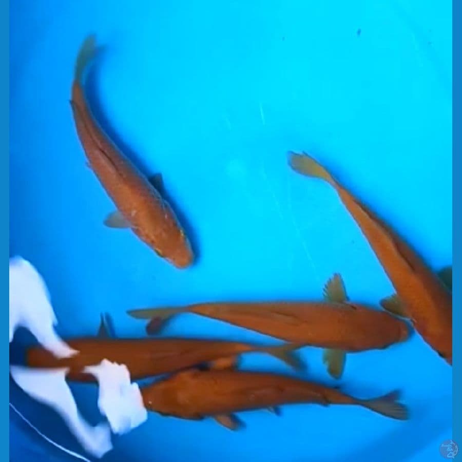 CHAGOI TEMBAGA, 18 - 19 Cm, 5 EKOR