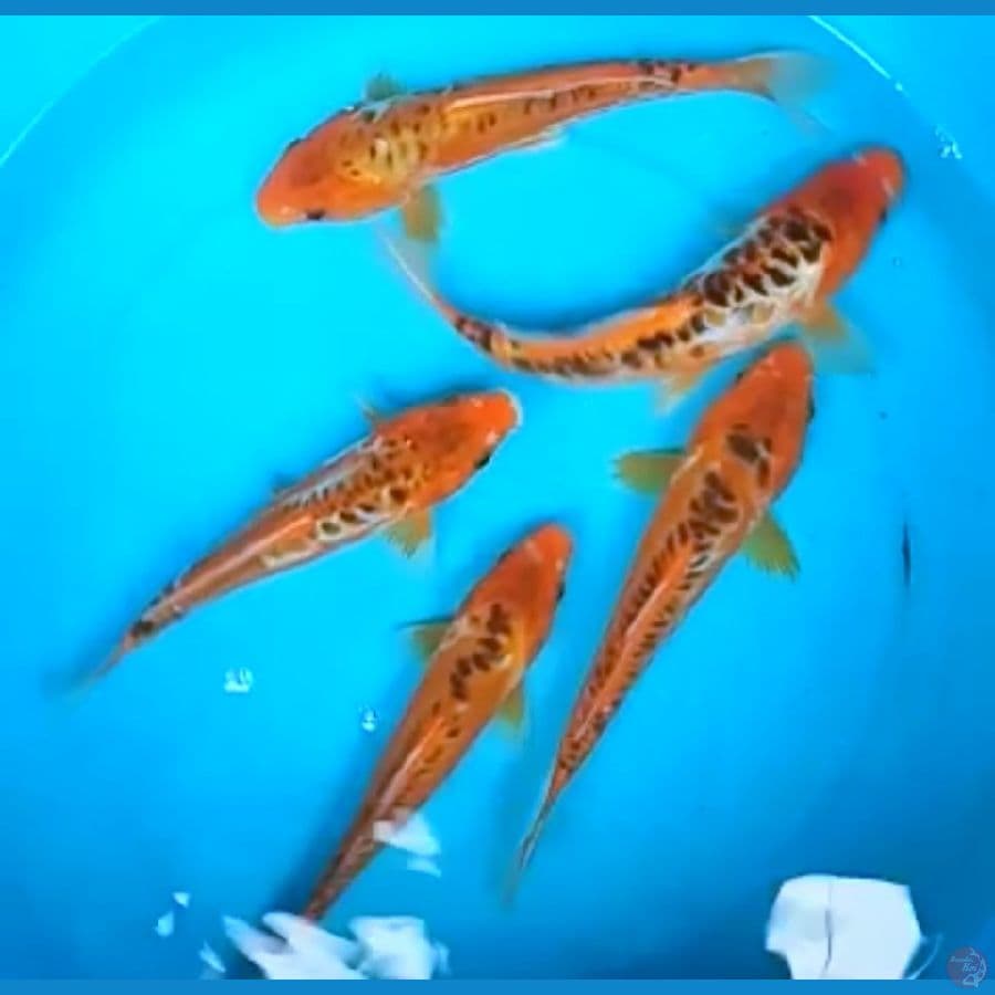 SHUSUI 21 - 24 Cm, 5 EKOR
