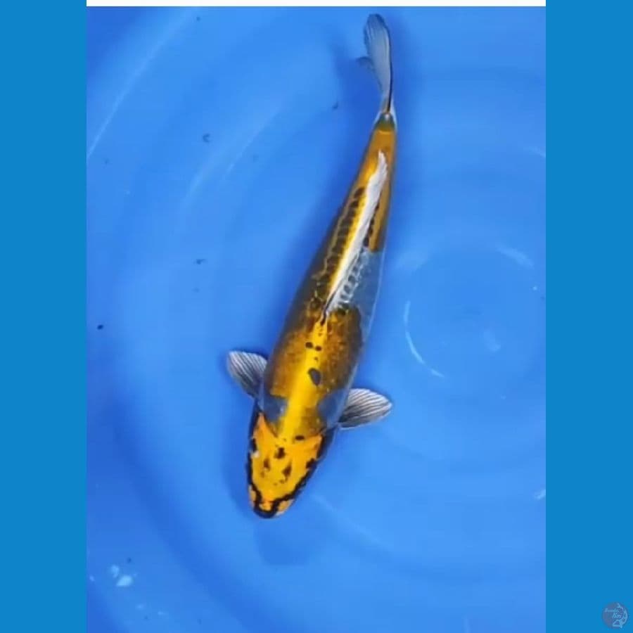 YELLOWIN KIKO 40 CM