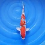 JUMBO GOSHIKI 45CM