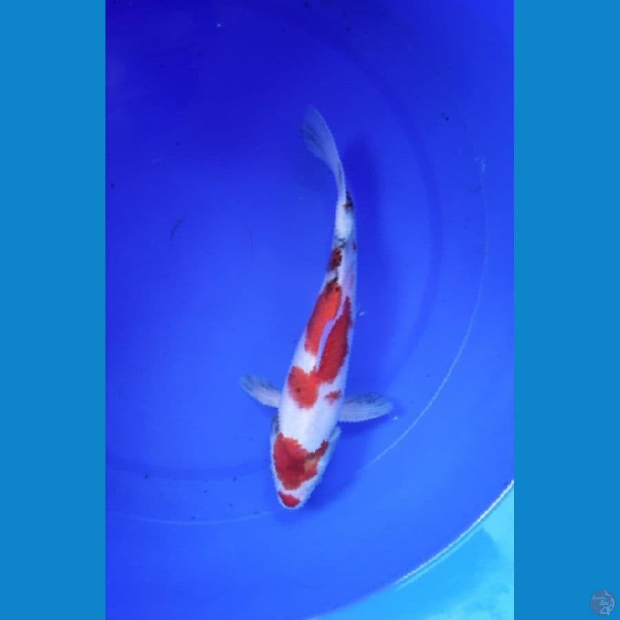 Showa 30Cm