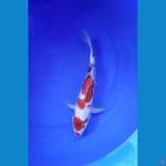 Showa 30Cm