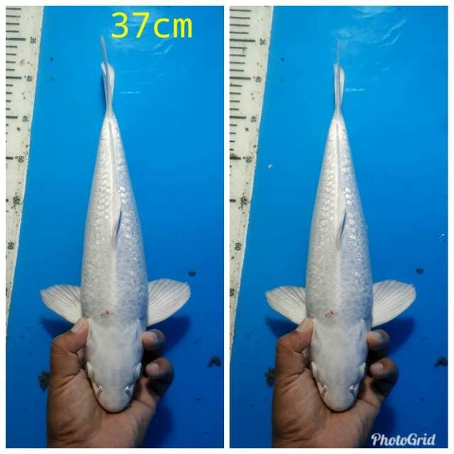 Platinum full gindrin berpunuk