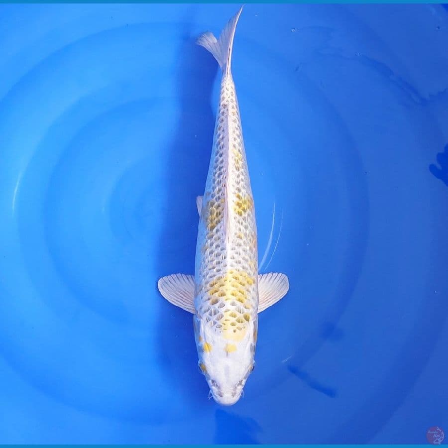 JUMBO HARIWAKE GINRIN