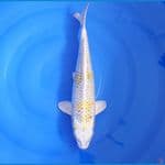 JUMBO HARIWAKE GINRIN