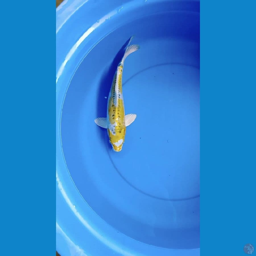 hariwake 34cm male