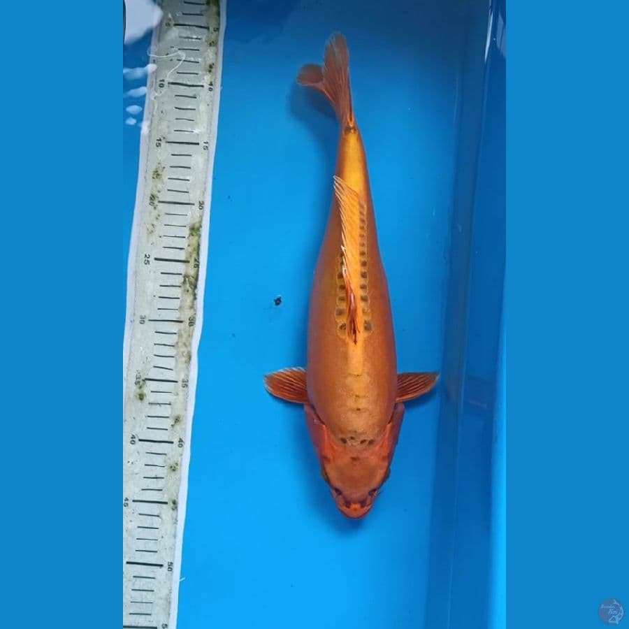 banana gold 38cm