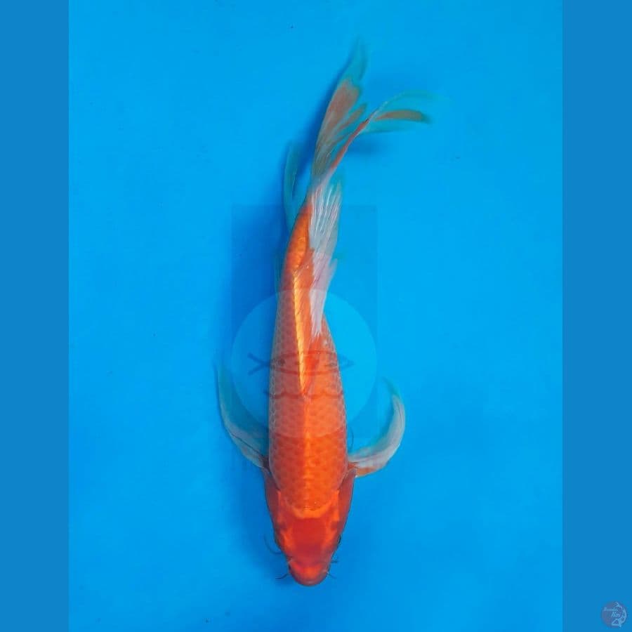 Kumpay Aka Hajiro