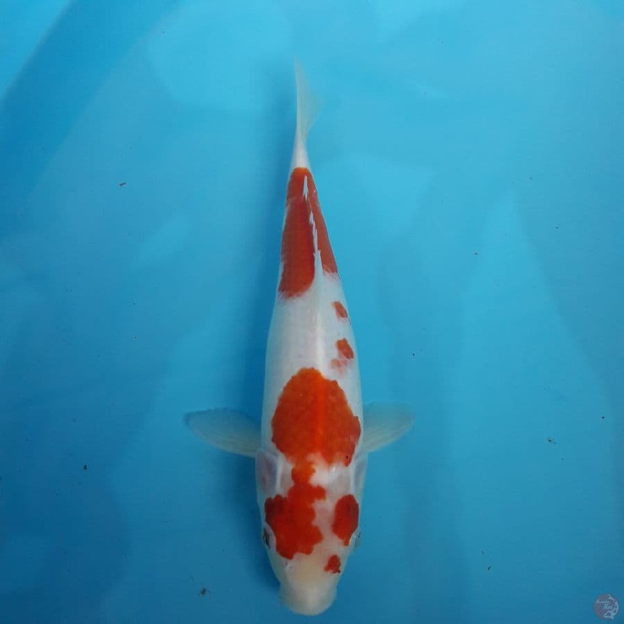 kohaku kacamata