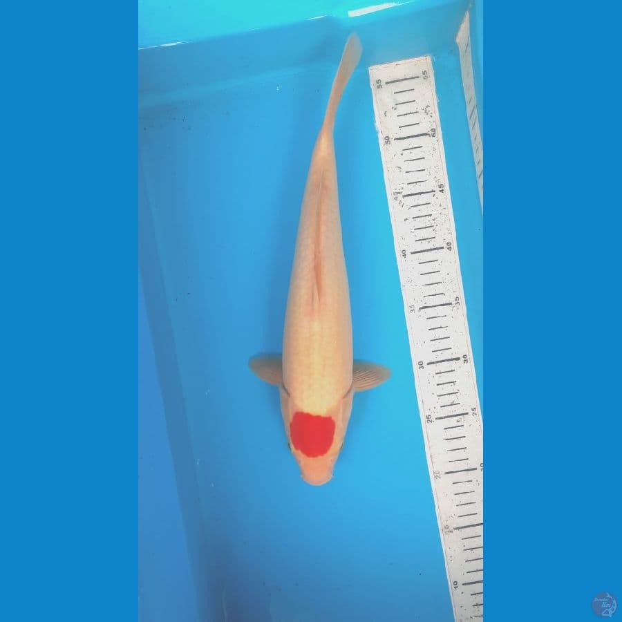 Tancho kohaku 36cm 