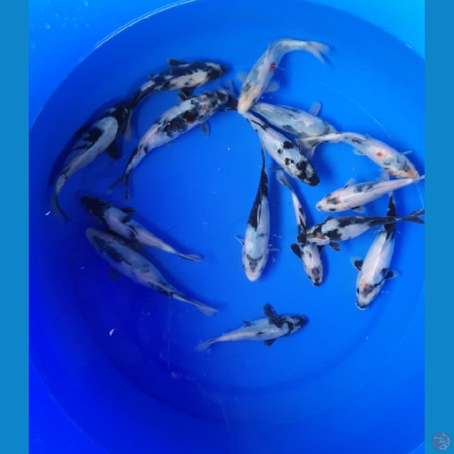 Paket Shiro 15 ekor