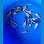 Paket Shiro 15 ekor