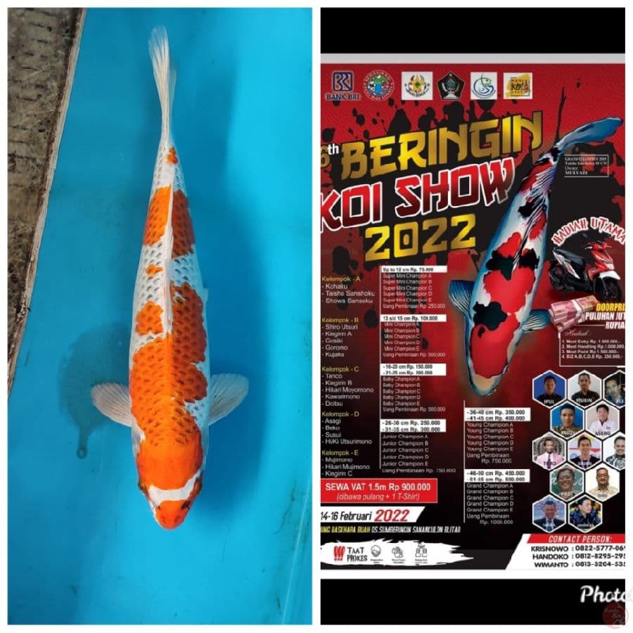 Ready show 30cm male