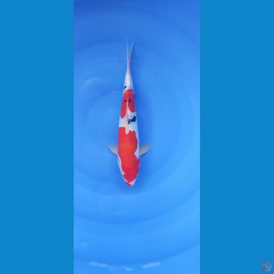 SANKE DOITSU 29 cm