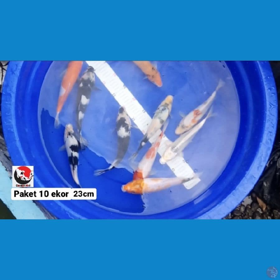 PAKET 10 EKOR --- CANAYA KOI FARM