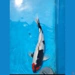 tancho showa strong Jantan 40cm original