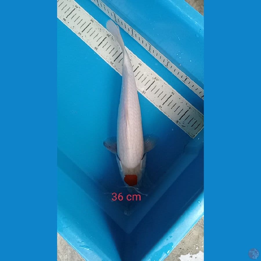 tanco kohaku 35 cm