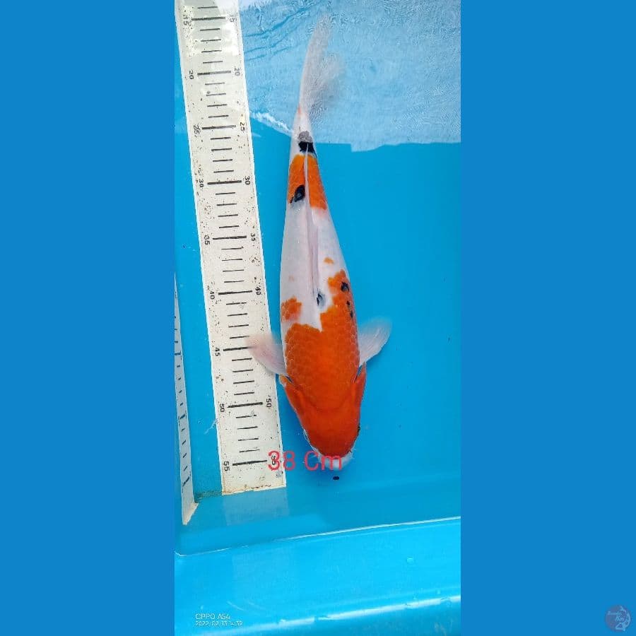 sanke 37 cm