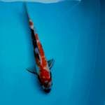 Showa 34cm