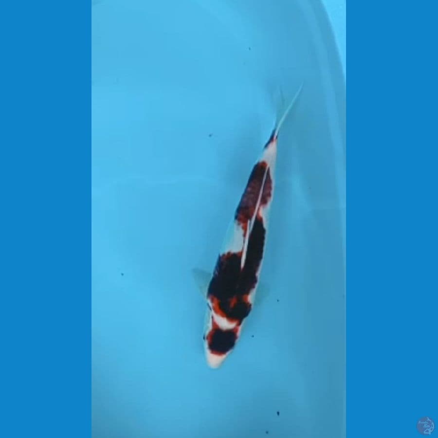 Goromo size 39cm