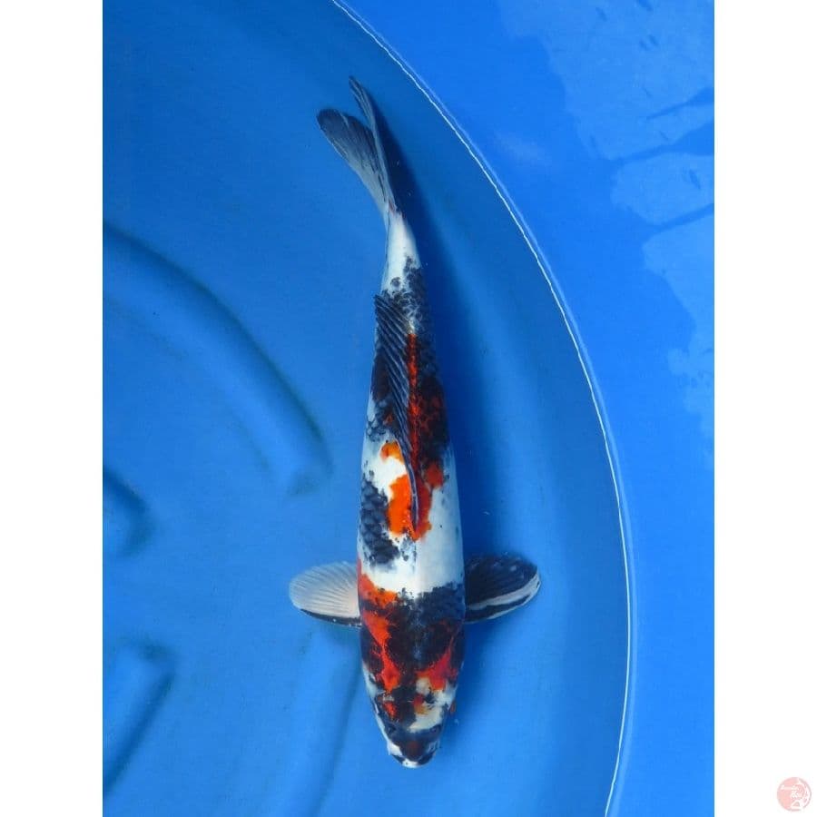 Jumbo Kage Showa , 45cm