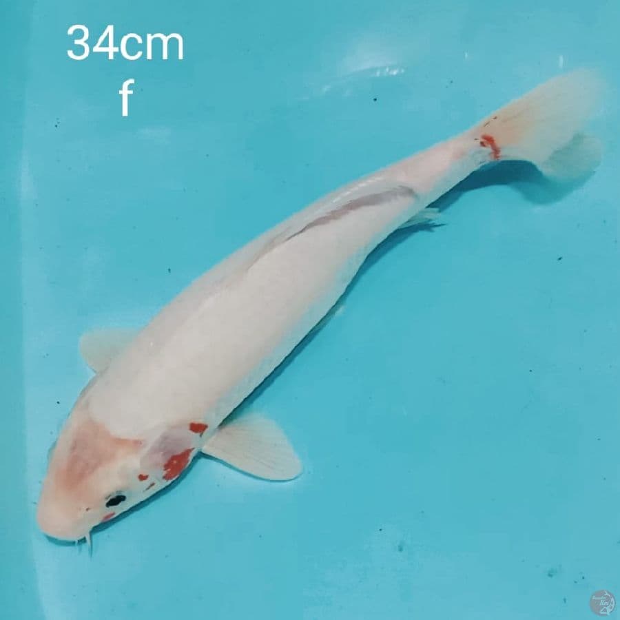 White asagi 34cm 