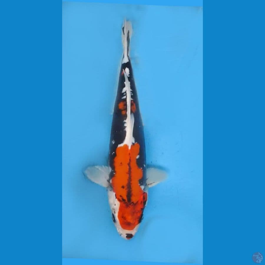 ORIGINAL BENI KIKOKURYU 33cm/F