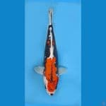 ORIGINAL BENI KIKOKURYU 33cm/F