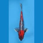 ORIGINAL BENI KIKOKURYU 33cm/M