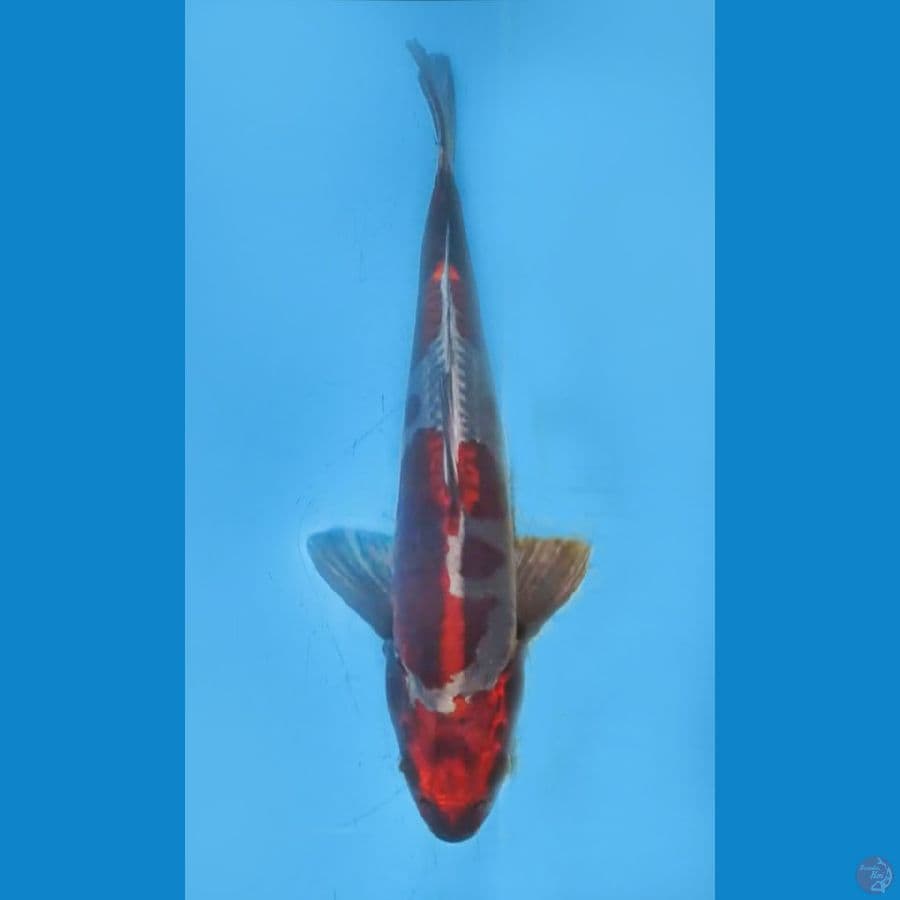 ORIGINAL BENI KIKOKURYU 33cm/M