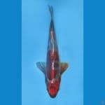 ORIGINAL BENI KIKOKURYU 33cm/M