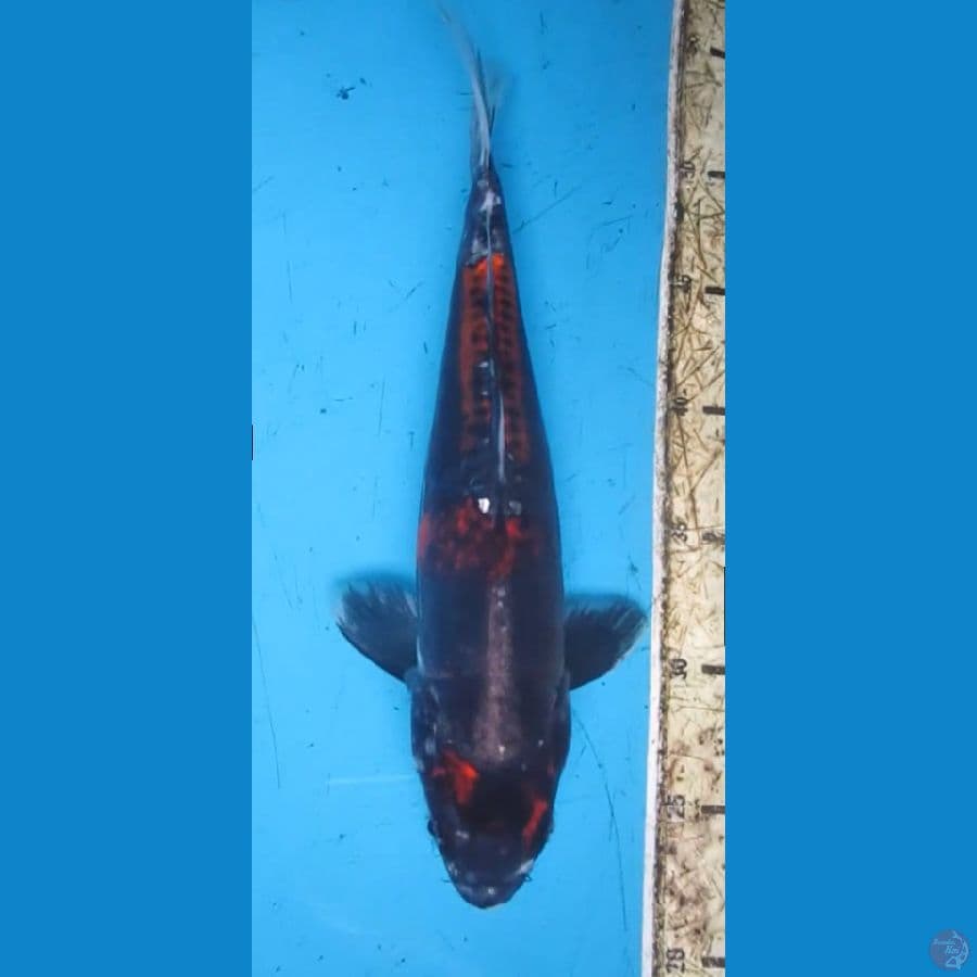 ORIGINAL BENI KIKOKURYU 32cm/f