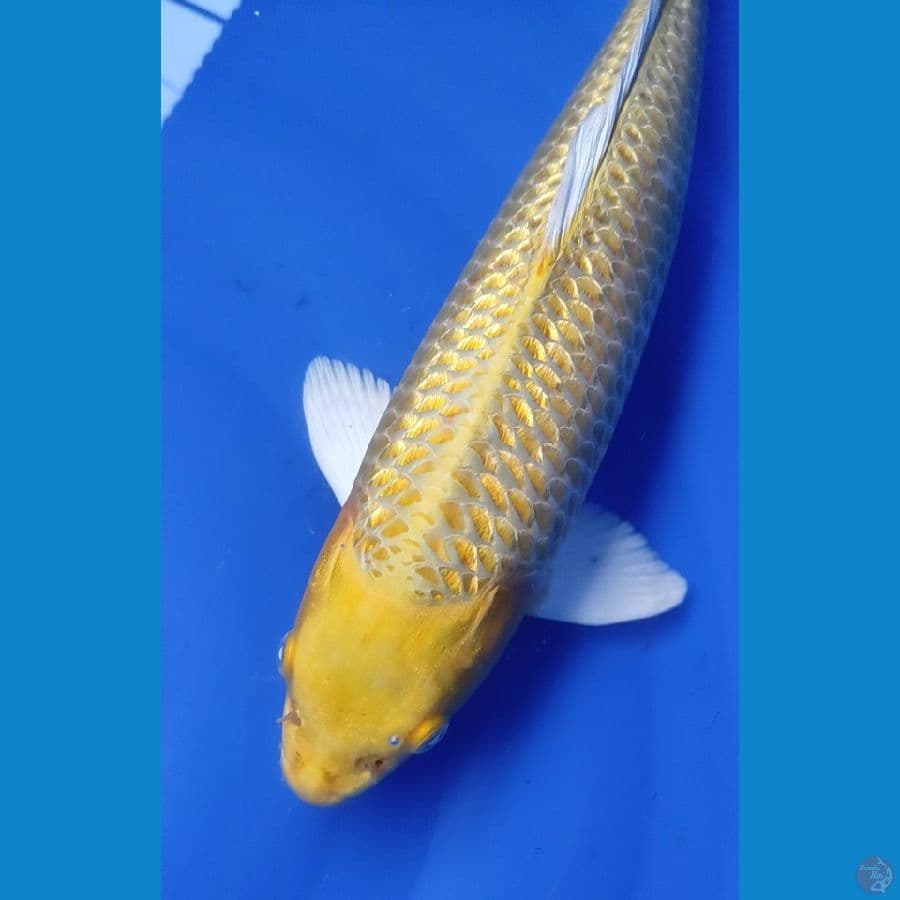 YAMABUKI GINRIN 41CM / M