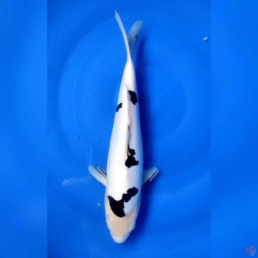 BEKKO DOITSU SUPER WHITE & BLACK 38CM/M