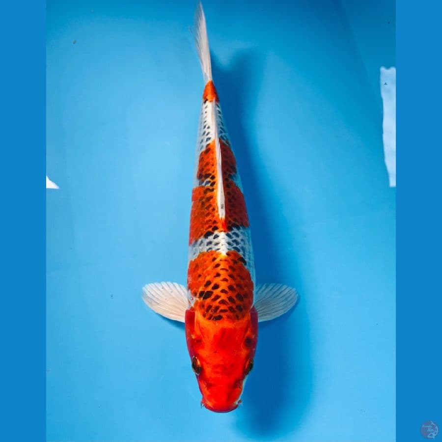 kujaku, male 32 cm