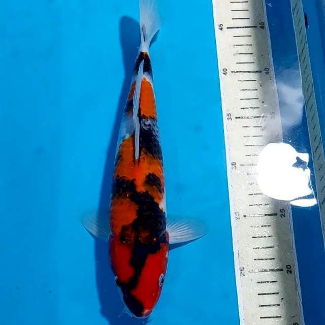 SHOWA 31 CM