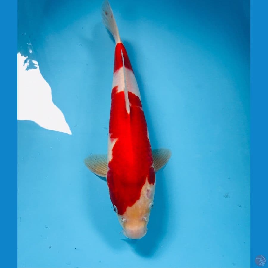 kohaku, 34 cm
