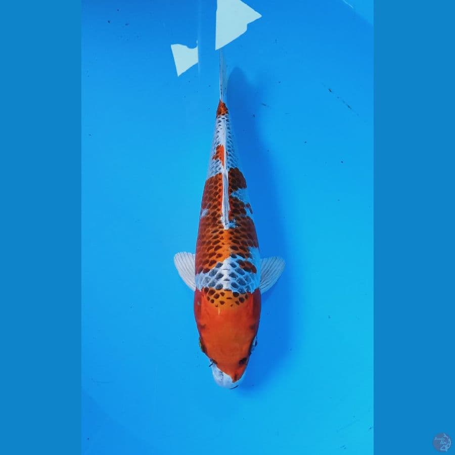 kujaku 30cm