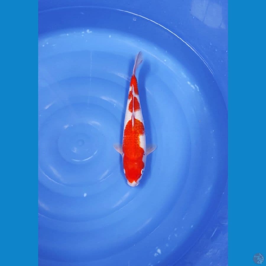 KOHAKU 38 CM