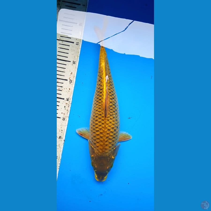 midori body bulki 38 cm