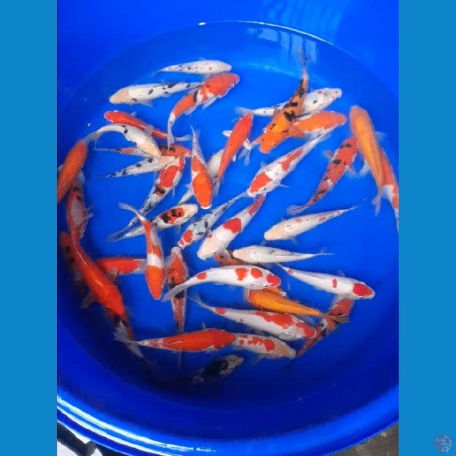 paket 40 ekor