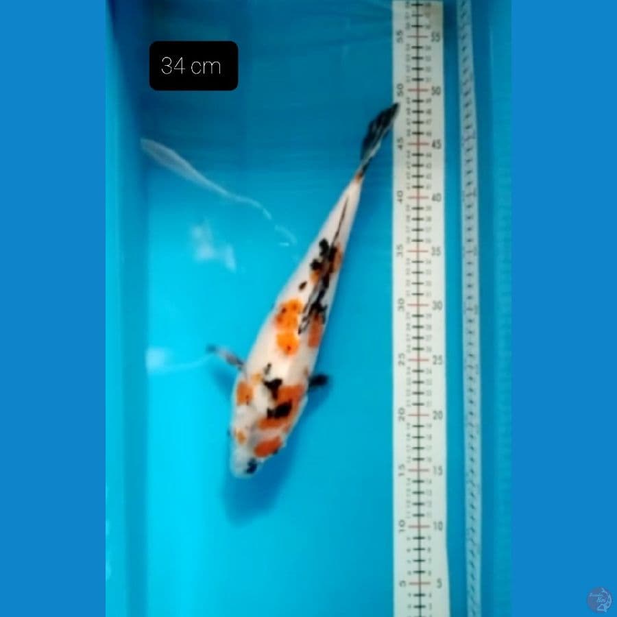 Showa 34 cm