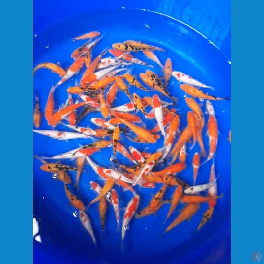 paket 100 ekor
