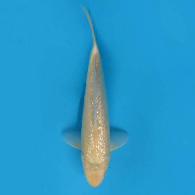 Karasi ginrin 29 cm
