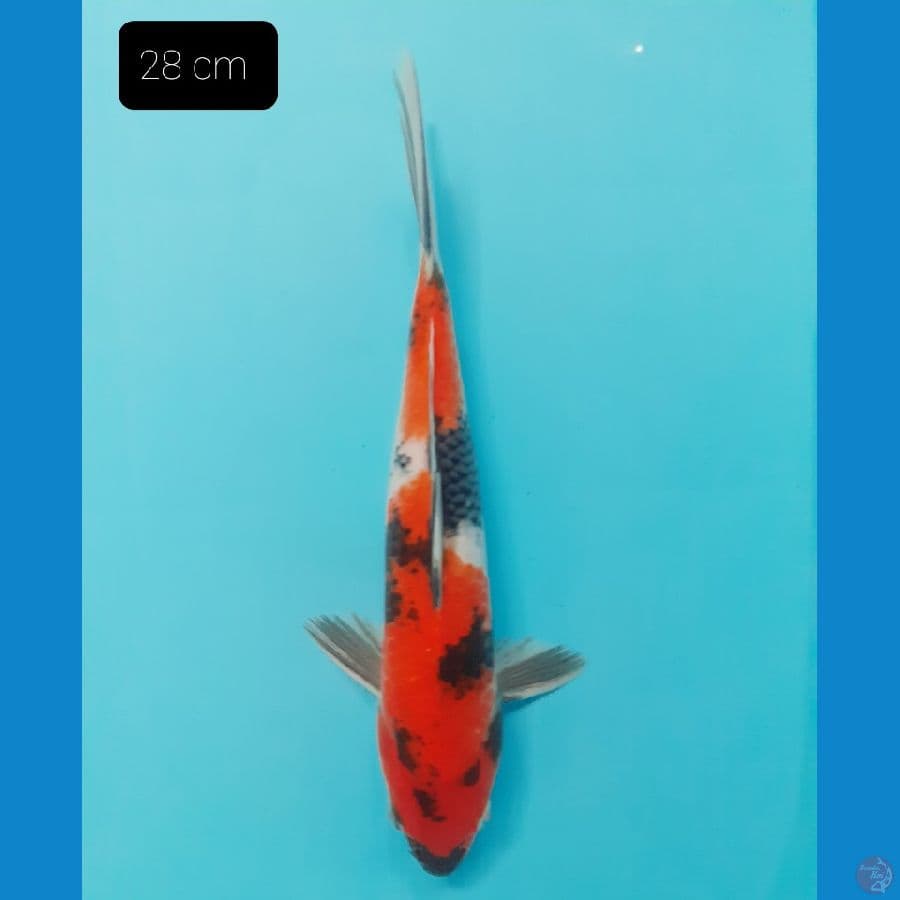 Showa 28 cm