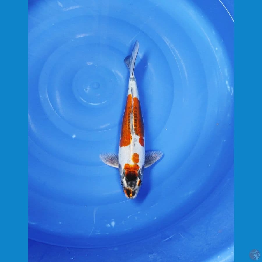 KIKOKURYU 38 CM
